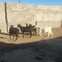 پنج راس بز آبستن کوهبنان