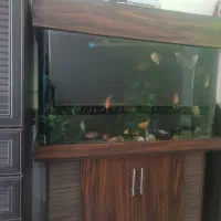 اکواریوم