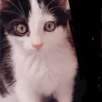 گربه نر|گربه|زنجان, |دیوار