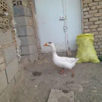 غاز ۸ ماه|پرنده|جغتای, |دیوار