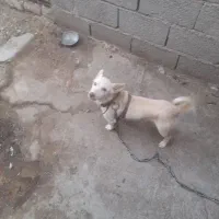 پاکوتاه.ماده