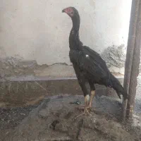 اوشامو