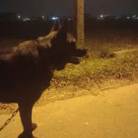 سگ ژرمن بلک|سگ|خشکبیجار, |دیوار