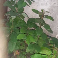 سیکاس.اواکادو.یوکا|گل و گیاه طبیعی|سلمان‌شهر, |دیوار