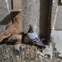 کفترخارج شهری