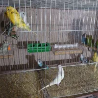 فروش تعدادی جوجه مرغ عشق دو الا سه ماه|پرنده|شهر بابک, |دیوار