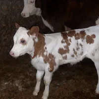 گاو گوساله|حیوانات مزرعه|دهگلان, |دیوار