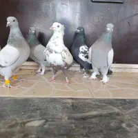 فروش کبوتر ماده