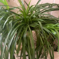 گلدان طبیعی|گل و گیاه طبیعی|تهران, قناتکوثر|دیوار