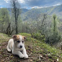 توله سگ واکسن خورده شده