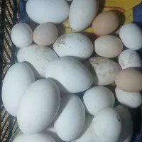 تخم مرغ و غاز