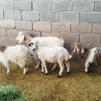 بره میش کهره بز