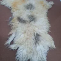 پوست بره ،|حیوانات مزرعه|مهر, |دیوار