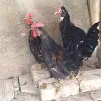 خروس گلین ۱۰ماهه جوان سالم واکسن خورده|حیوانات مزرعه|خمینیشهر, |دیوار