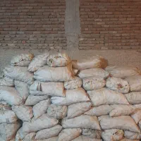 بذر سیب زمینی اکریا همدان