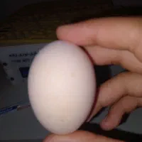 تخم مرغ نطفه دار برهما،گلین،لهستانی،محلی،سلطان