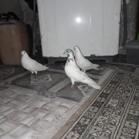 سه عدد کبوتر پرشی|پرنده|گرگان, |دیوار