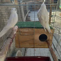 عروس هلند مولد|پرنده|اصفهان, آهنگران|دیوار