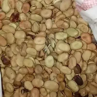 بذر باقله زود رس