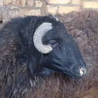 بره قوچ شاخی سیاه ۱ سال و نیم