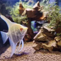 ماهی آکواریوم آنجل