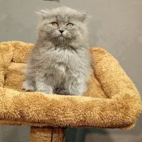 بچه گربه اسکاتیش بلو|گربه|تهران, تهرانسر مرکزی|دیوار