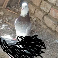 کبوتر پرشی|پرنده|ایرانشهر, |دیوار