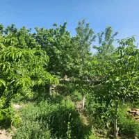 زمین هاشمیه ارتفاعات زو|فروش زمین و ملک کلنگی|مشهد, نیروی هوایی|دیوار