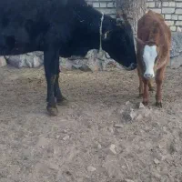 گاو همراه با گوساله|حیوانات مزرعه|لوشان, |دیوار