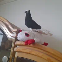 ابلغ سیاه ماده عالی|پرنده|طبس, |دیوار