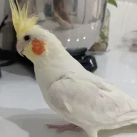 عروس هلندی گمشده