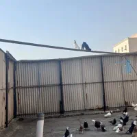 فروش کلی پرنده در اهواز هستن