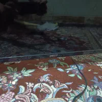 تلویزیون بزدت و ار تی سی|تلویزیون و پروژکتور|یزد, |دیوار