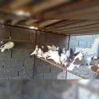 کبوتر پرشی|پرنده|هشتگرد, طاووسیه|دیوار