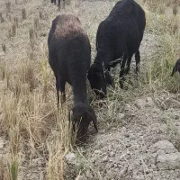 گوسفند قزل افشار