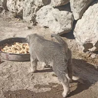 توله نر پشدر 2ماهه|سگ|صومای برادوست, |دیوار