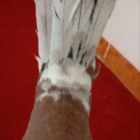 گلی دمسفید و زاغ ریشی ودمسیاه|پرنده|زرند, |دیوار