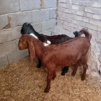 بز بره میش بره ماده|حیوانات مزرعه|مشهد, کارده|دیوار