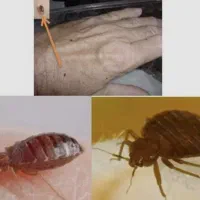 سمپاشی رادین|خدمات نظافت|اسلامشهر, شهرک مهدیه|دیوار