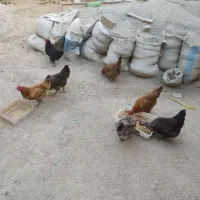 مرغ تخم گذار محلی