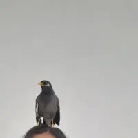 مرغ مینا سخنگو|پرنده|صحنه, |دیوار