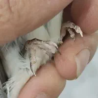 سهره ماده ناخن سفید|پرنده|تهران, مینای شمالی (مخبر)|دیوار