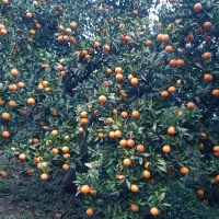 خرید و فروش پرتقال،نارنگی،نارنج،کیوی