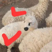 گوسفند چاق پروار|حیوانات مزرعه|نیمروز, |دیوار