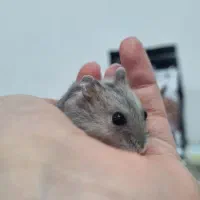 همستر کمپل|موش و خرگوش|قم, پردیسان|دیوار