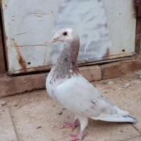 ماده کله هما