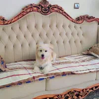 سگ خونگی