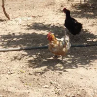 مرغ و خروس و بوقلمون
