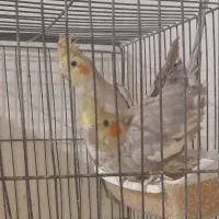 عروس هلندی دونه ای ۵۰۰ فروش فقط حضوری