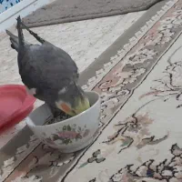 گم شده عروس هلندی